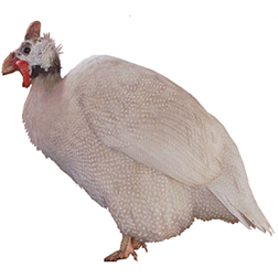 Buff Guinea